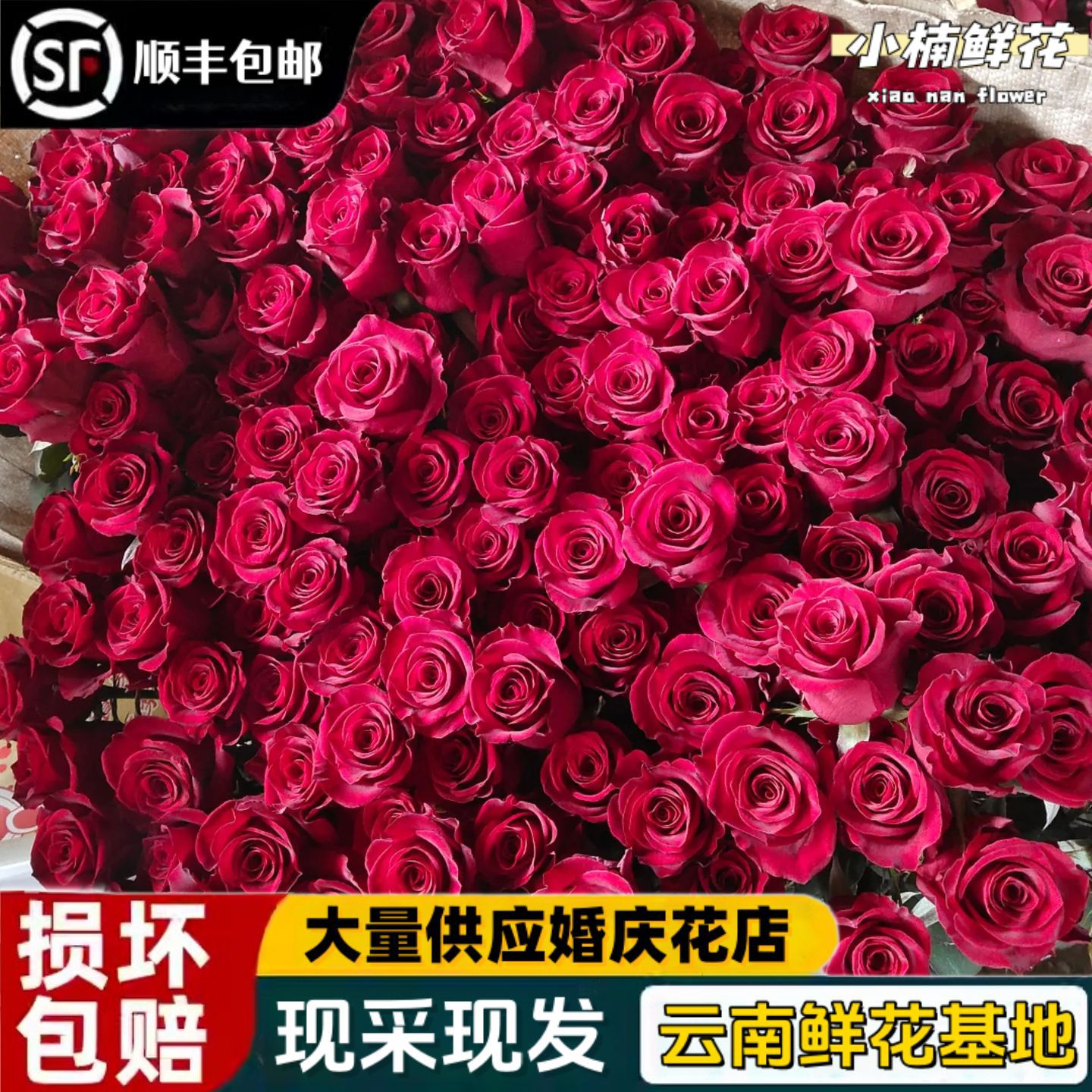 Fresh Roses from Yunnan Base, Direct Delivery Via Sf Express with Free Shipping, Fresh Cut Flowers for Home Use, Flower Arrangements, Valentine's Day Flowers, Direct Delivery Wholesale