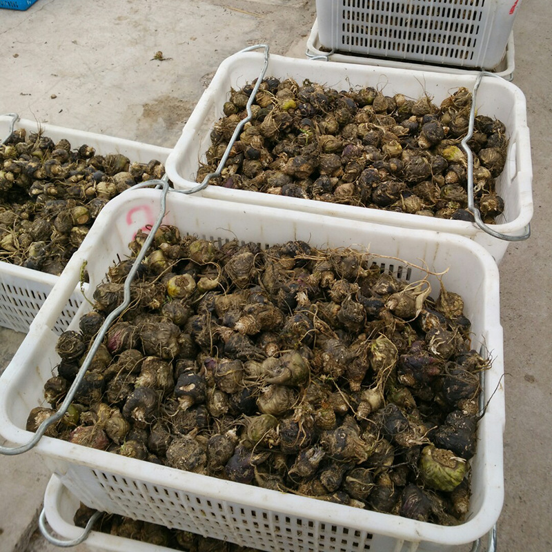 Yunnan Lijiang black maca dried fruit wholesale maca dried slices on behalf of grinding maca genuine goods origin bulk supply on behalf of hair