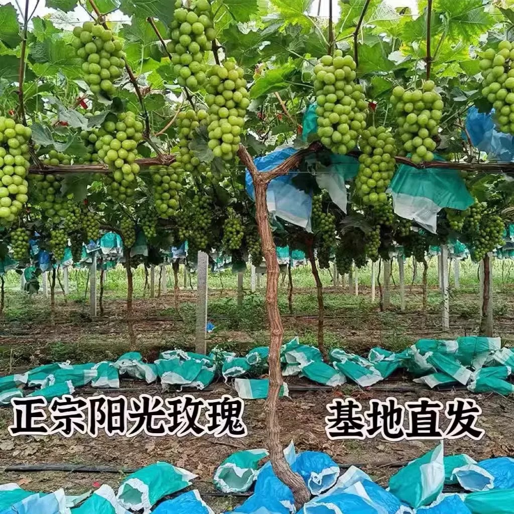 Grapevine Dajufeng Grape Seedlings Climbing Vines Sunshine Rose Cold-Resistant Sapphire Fruit Trees Planted in the North and South Fruit Seedlings
