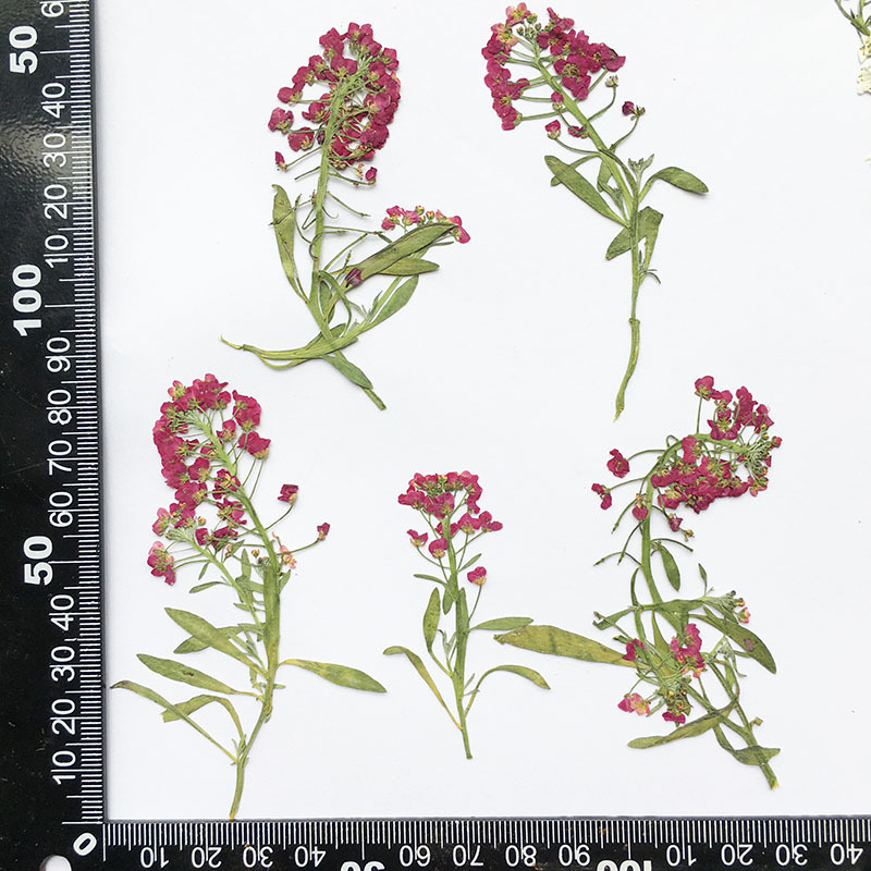 Fragrant Snowball Dried Flower Embossed Flower diy Aromatherapy Wax Candle Handmade Dropping Glue Dried Flower Mobile Phone Case Plant Specimen