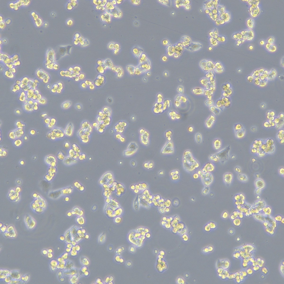 Meisen Ctcc Meisen Human Liver-Cancer Sorafenib Resistant Strain Hepg2/Sorafenib