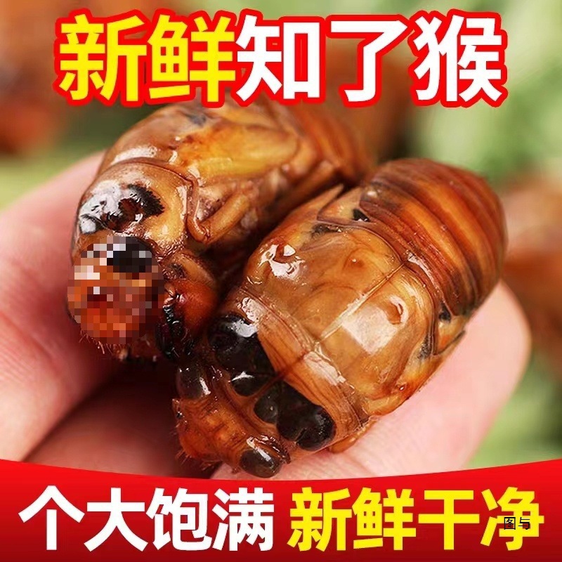 Fresh Live Praying Mantises, Quickly Frozen, Rural Freshly Caught Live Praying Mantises, 200 Pieces