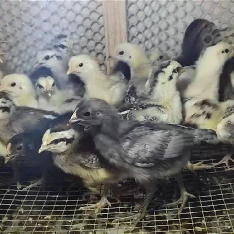 Wholesale Live Chicken Chicks, Broiler Chicks, One-Month-Old Chicks, Easy to Raise and Maintain, with Technical Support