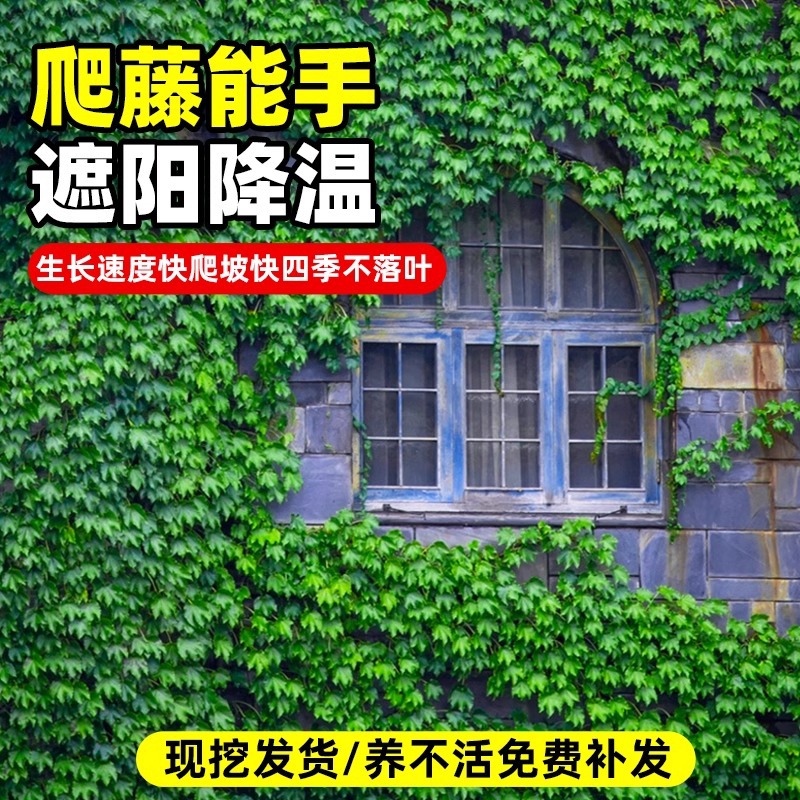 Vine Saplings, Evergreen All Year Round, Non-Leafing Courtyard Vine Plants, Three-Leaf and Five-Leaf Red Wall Climbing Seedlings