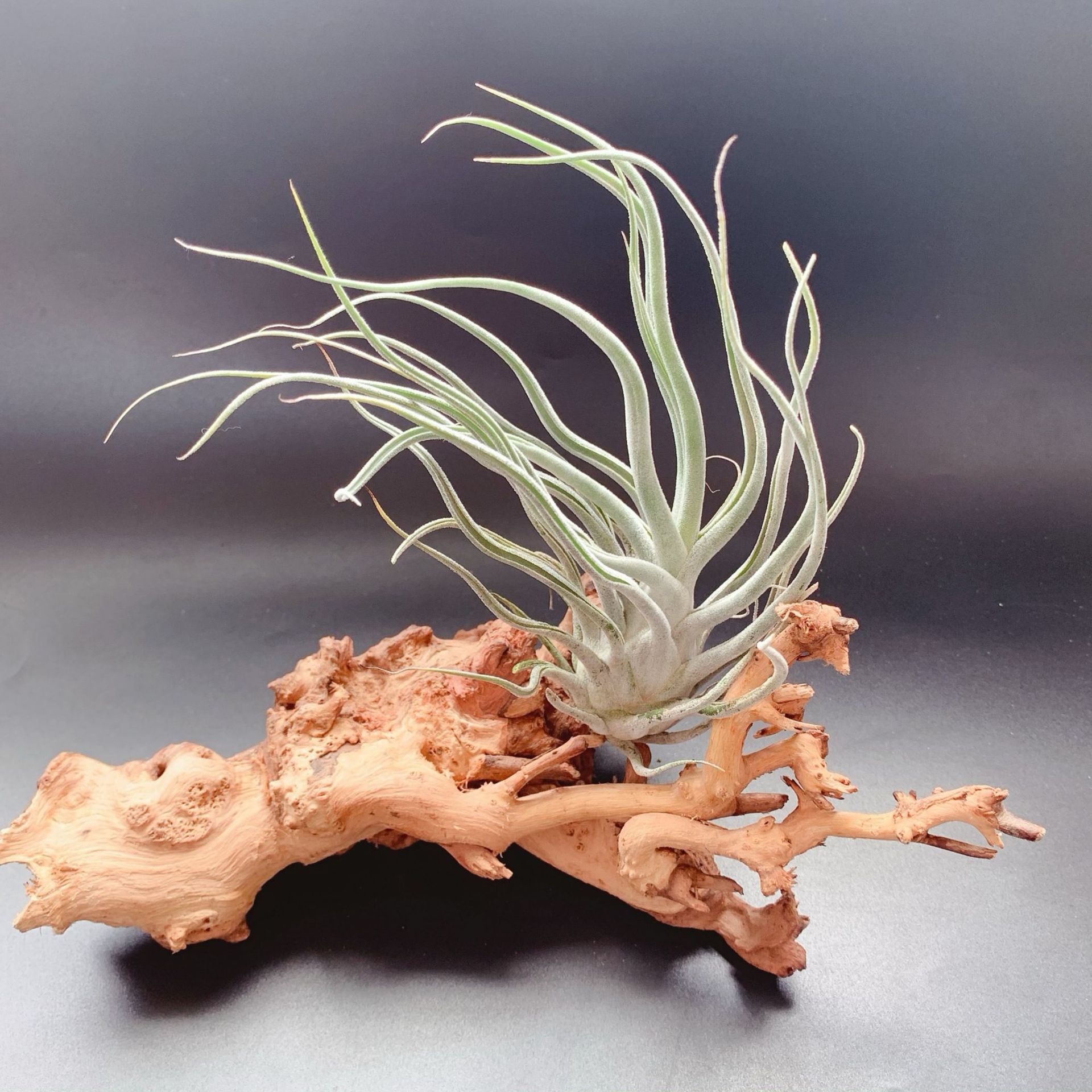 T.ehlersiana, рыба-фугу, фабричная оптовая продажа, базовые прямые волосы, воздухопроницаемое растение ананаса, ленивое зеленое растение