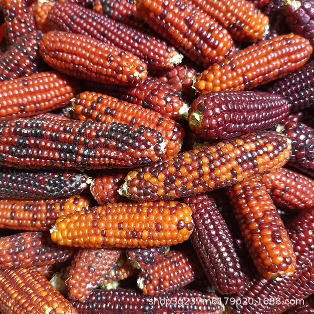 Wholesale Hamster Food Staple Food Mini Corn Rabbit Chinchilla Hamster Molar Snacks Pet Molar Corn Cob