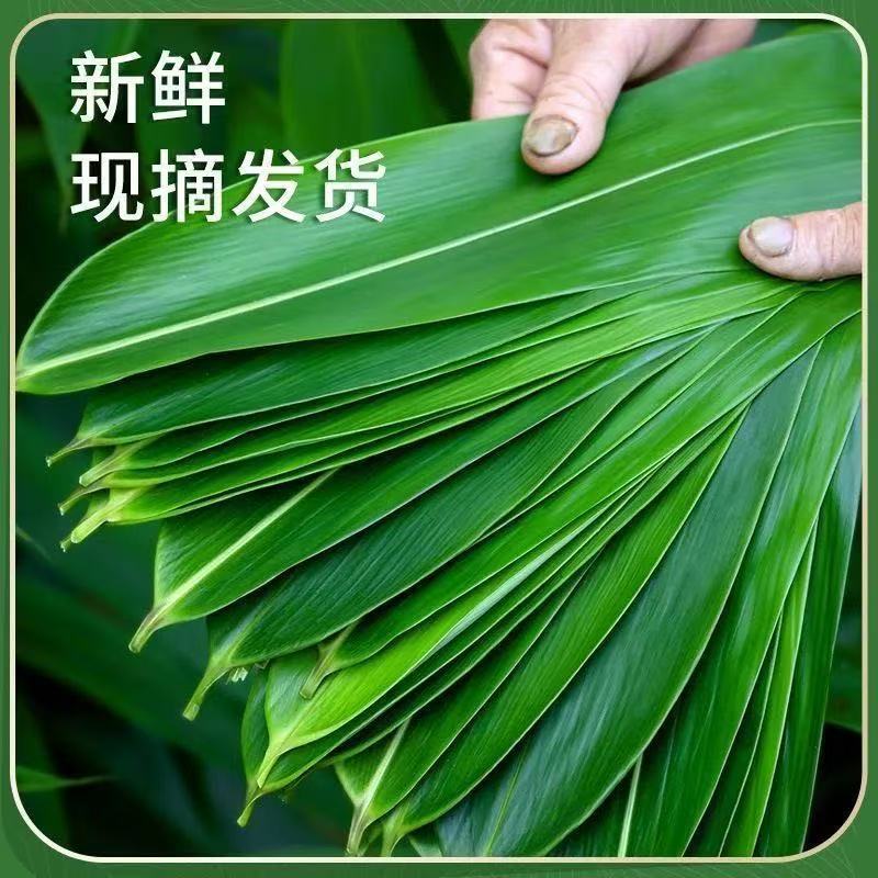Fresh Rice Dumpling Leaves for Wholesale, Pure Natural Wild Rice Dumpling Leaves, Large Size, Vacuum-Packed, for Home Use during the Dragon Boat Festival