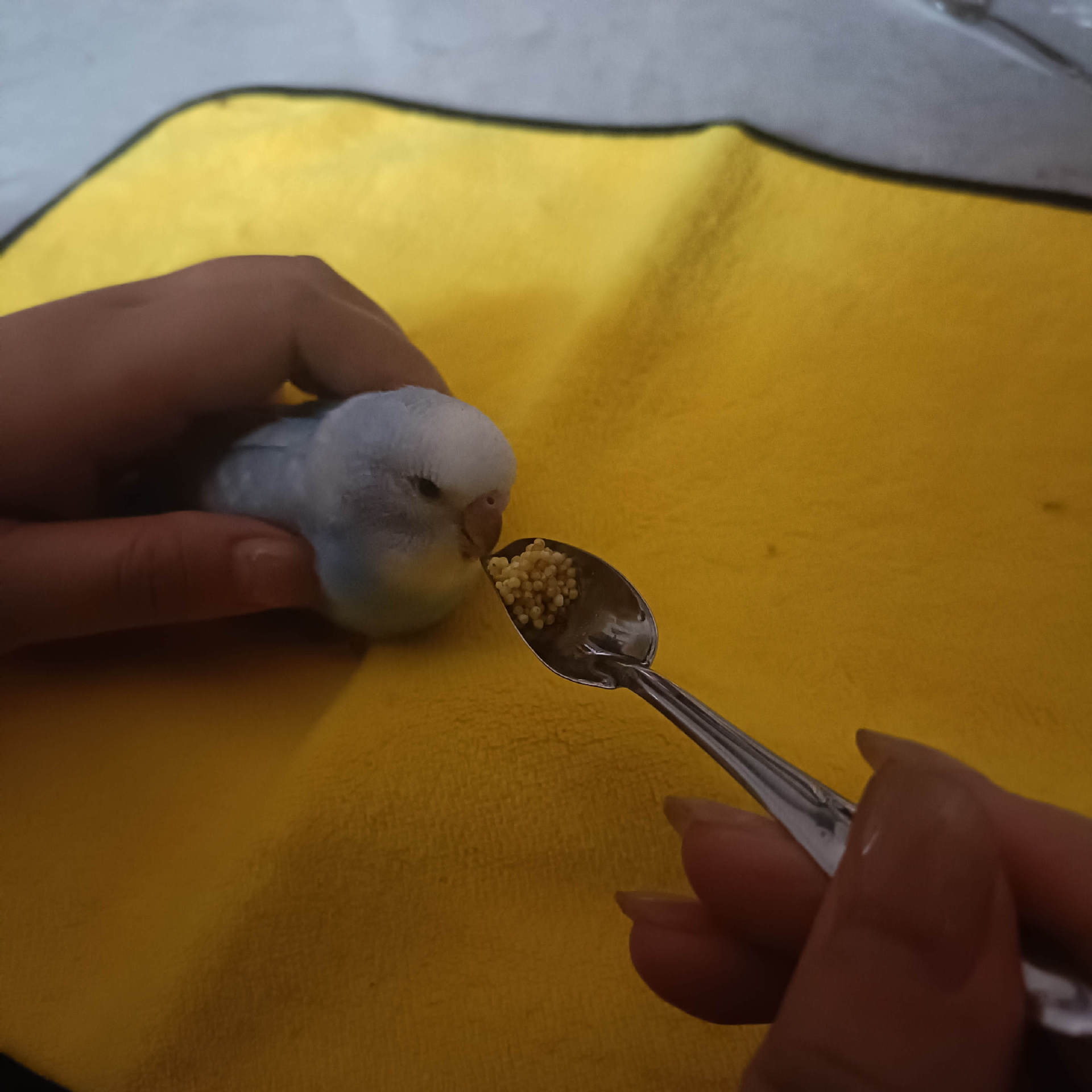 Feeding Spoon, Baby Bird Feeding Spoon, Feeding Hot Millet Spoon, Parrot Zero-Day Hand-Raised Hatching Feeding Spoon, Metal