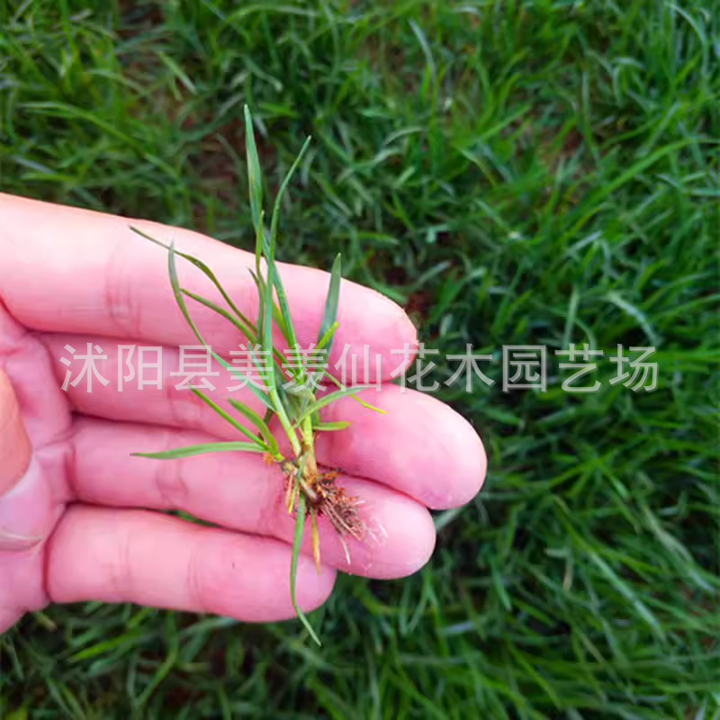 Grass Seeds, Early-Maturing Lawn Seeds, Dwarf Four-Season Grass Seeds, Trample-Resistant Courtyard, Cold-Resistant, No-Trimming Carpet
