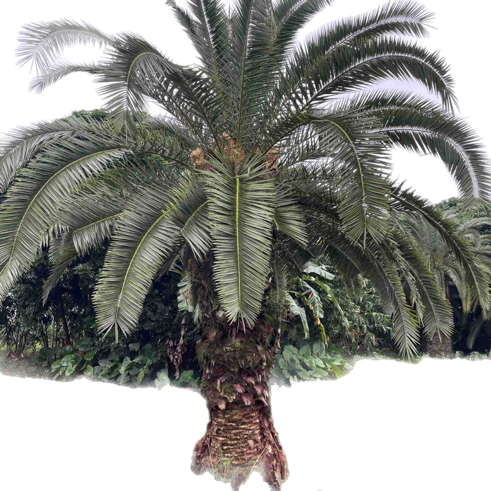 Guangdong Canary Sea Date Quotes Zhejiang Canary Sea Date Prices Fujian Canary Sea Date Tree Wholesale