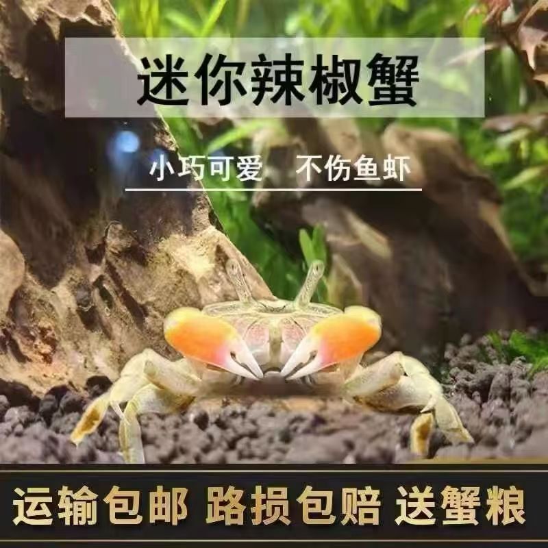 Small Crab Ornamental Crab Pet Crab Freshwater Fish Tank Algae-climbing Pet Eating Feces Cleaning Tools Deepwater Ornamental Crab