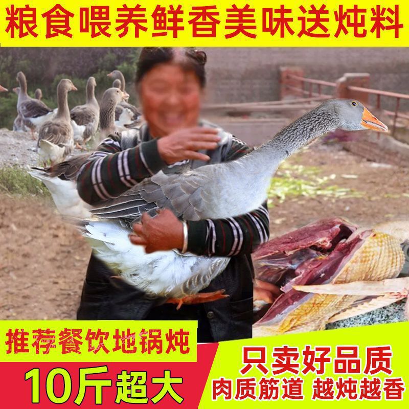 5kg Freshly Slaughtered Whole Goose Meat from a Small Farm, Free Shipping