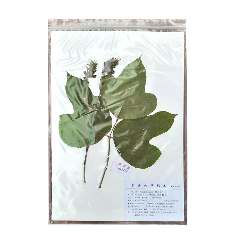 Origin supply plant specimen herbarium traditional Chinese medicine wax leaf specimen simple plant wax leaf specimen