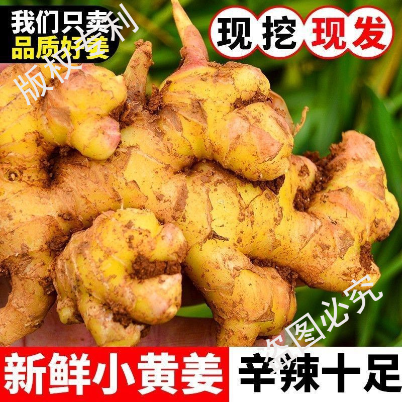 Authentic Yunnan Ginger 500g Wholesale Fresh Spicy Ginger Small Ginger Root Ginger Dried Ginger Farm Chopped Ginger