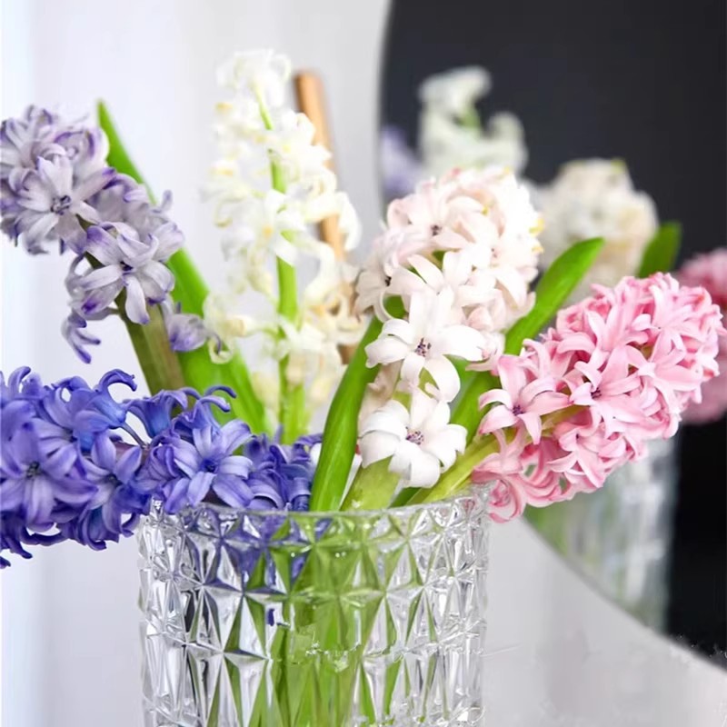 Hyacinth Bulbs Imported for Soil Cultivation and Hydroponics, Cold-Resistant Lily Potted Plants for Year-Round Planting, Large Bulbs with Strong Fragrance, Flowering Green Plants