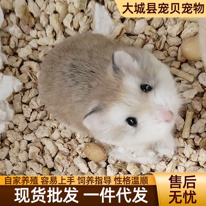 Wholesale Hamsters, Live Pets Suitable for Children to Raise, Three-Line Purple Hamster Pudding Silver Fox