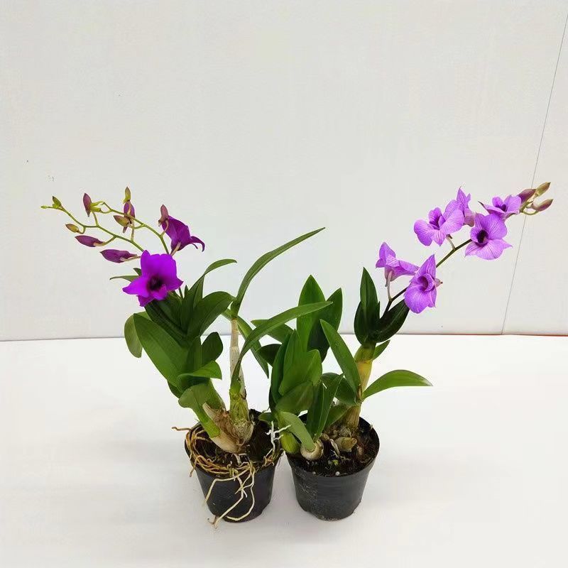 Red Splash Ink Dendrobium Blooms with Special Fragrance Indoor Potted Florals and Green Plants