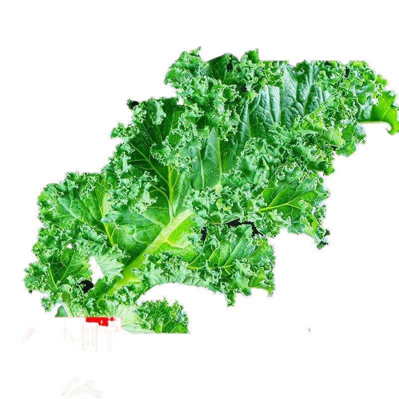 Fresh Kale Vegetables for Consumption, Sf Express Free Shipping, Juicing, Roasted Slices, Fitness Light Meal, Western Salad, Vegetable Sprouts