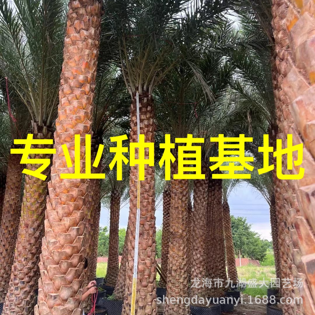Jiangxi Middle East Sea Dates Fujian Middle East Sea Dates Wholesale Zhejiang Middle East Sea Dates Guizhou Silver Sea Dates Prices