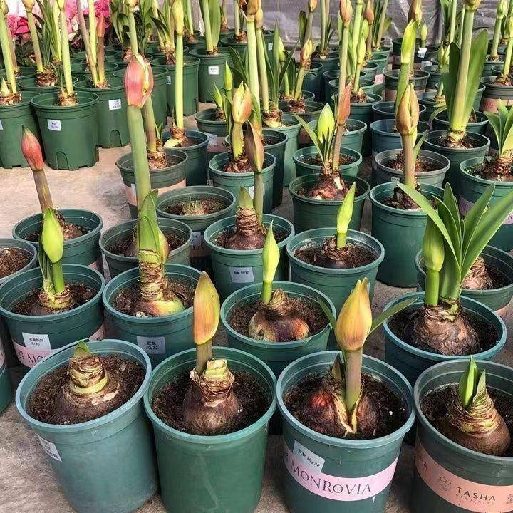 Импортный амариллис с двойными цветами, крупные горшечные растения, зеленые растения и цветы для гостиной, легкие в уходе