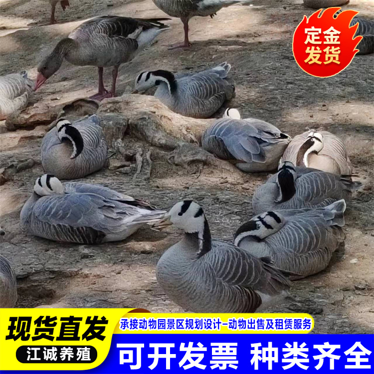 Садовый Пейзаж Декоративный Сероголовый Гусь Живой Взрослый Сероголовый Гусь Сколько Стоит за Штуку Декоративная Утка
