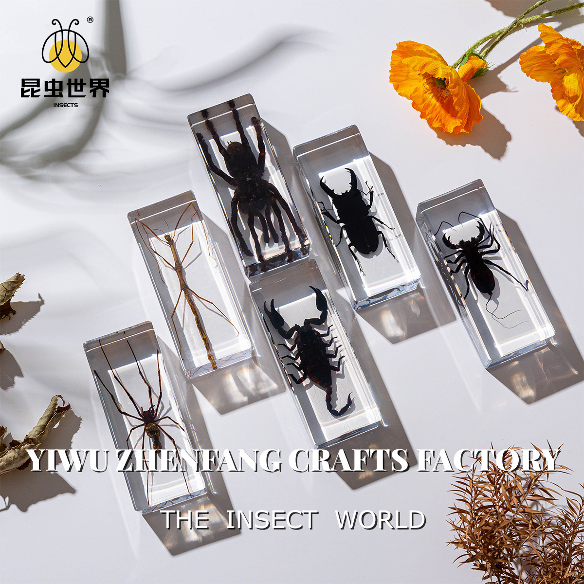 Zhenfang Craft Cross-Border Wholesale Real Insect Specimen High-Transparency Resin Amber Large Acrylic Ornament Embedded