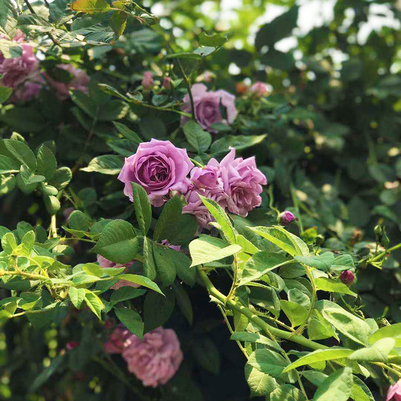 Rose Seedlings, Rose Seedlings, Blooming in All Seasons, Balcony Potted Florals, Courtyard Climbing Green Plants, Large Vine Roses