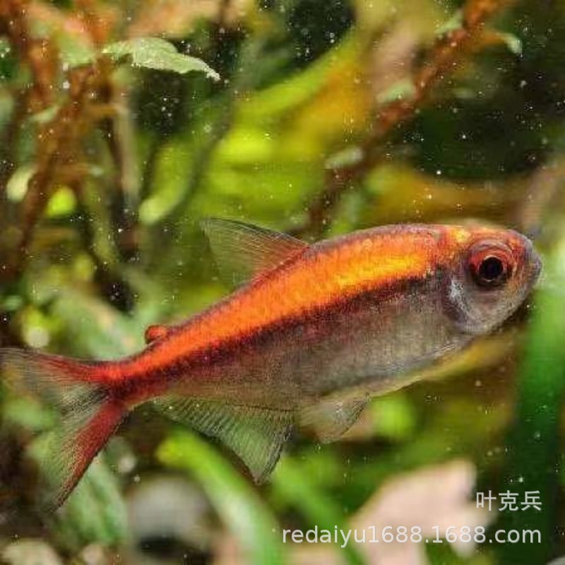 Shanghai tropical fish red moon card lantern fish South American high-end lantern fish rare freshwater water tank swimming fish can be mixed