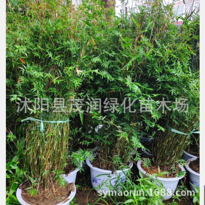 Courtyard Ground-Planted Water-Grown Ci Xiao Bamboo Seedlings, Indoor Potted Phoebe Bamboo Clusters, Evergreen Green Plants, Ornamental Bamboo