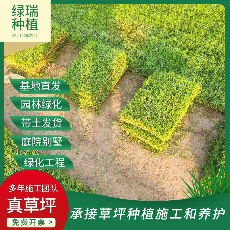 Living Turf Lawn with Soil, No Pruning, Dwarf Bermuda House Garden, Courtyard Greening, Manila Real Lawn