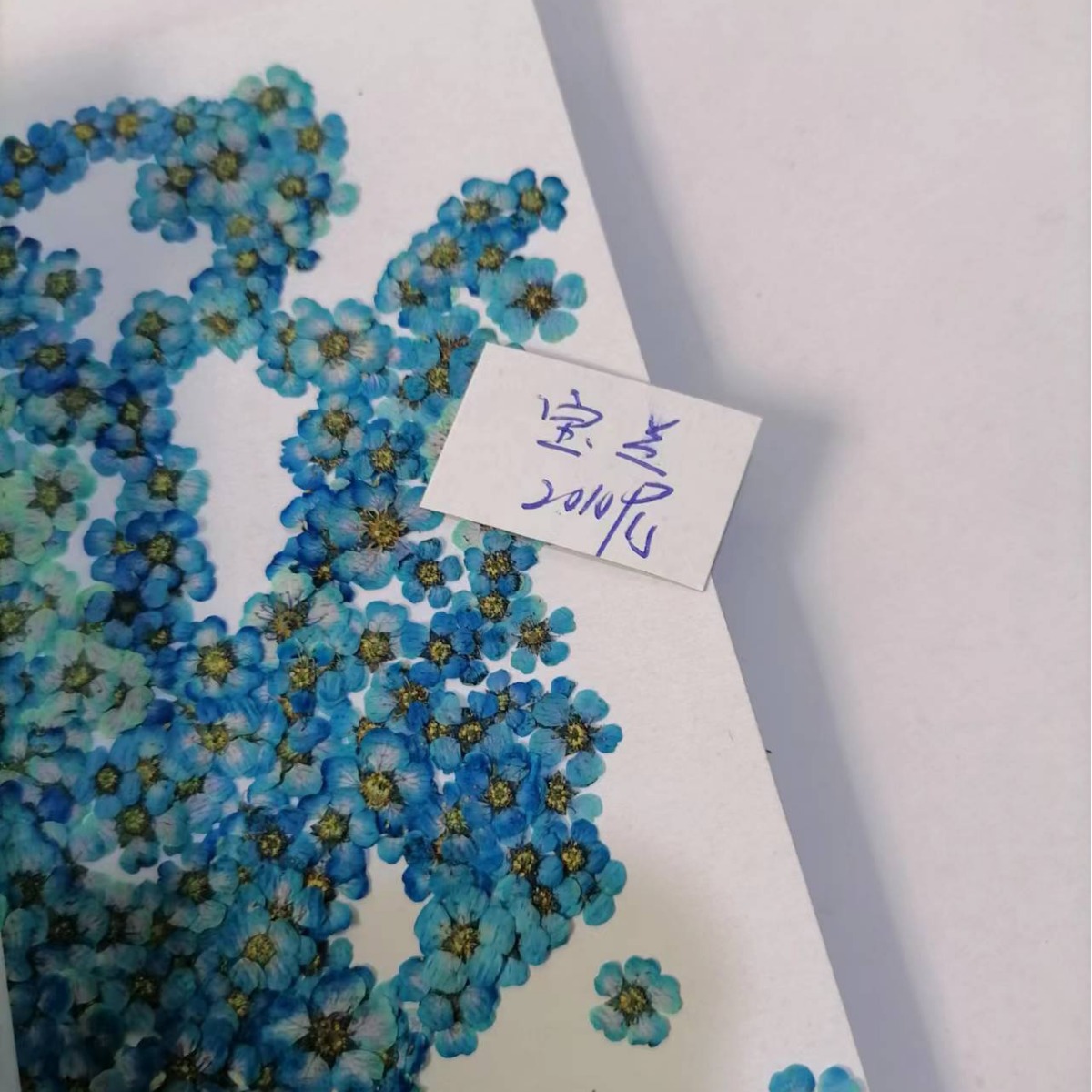 Pearl plum daffodils small plum blossom five-star flower five-petal flower nail art dried flower cross-border glue mobile phone shell beaded flower