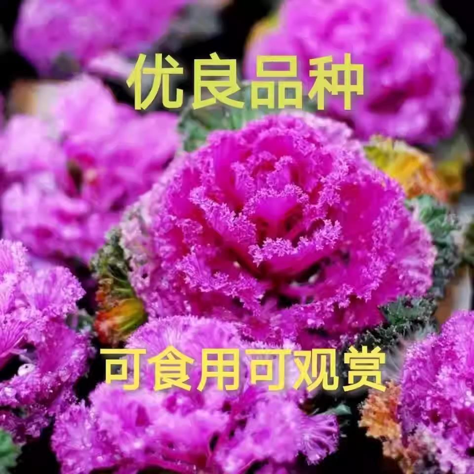 Edible Green Kale Seedlings, Green Purple Kale, Pink Kale Seedlings, Four-Season Vegetable Raincoat Seedlings