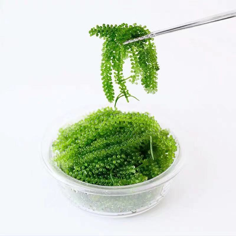 Salted Sea Grapes 100g Kelp Shreds Ready-To-Eat Longevity Vegetables Seaweed Vegetables Seaweed Wakame Sushi Green Fish Wholesale