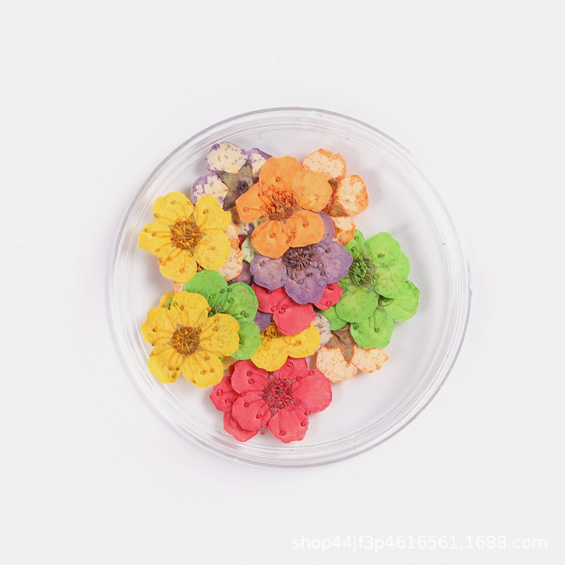 Pearl Plum Small Narcissus Dried Flower Embossed Embroidery Thread Chrysanthemum Small Handball Nail Art Beauty Materials Natural Plant Specimens