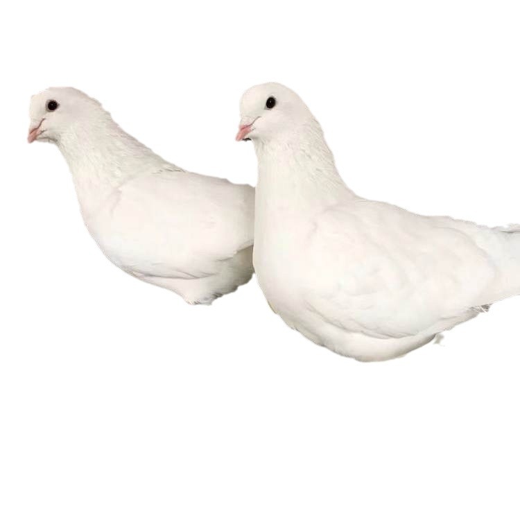 Pigeon Breeds for Sale, Square Pigeons, White Feather King, American Floor King Pigeons, Breeding Farms, Special