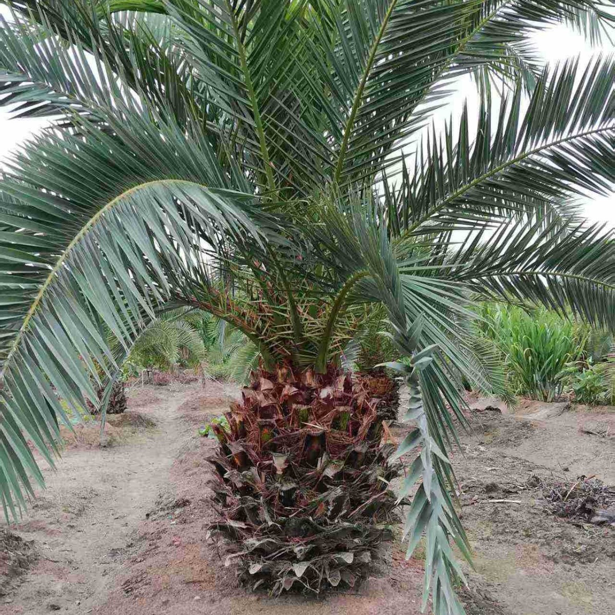 Fujian Canary Sea Date Palm Base Zhejiang Shanghai Canary Sea Date Wholesale Jiangsu Canary Sea Date Head