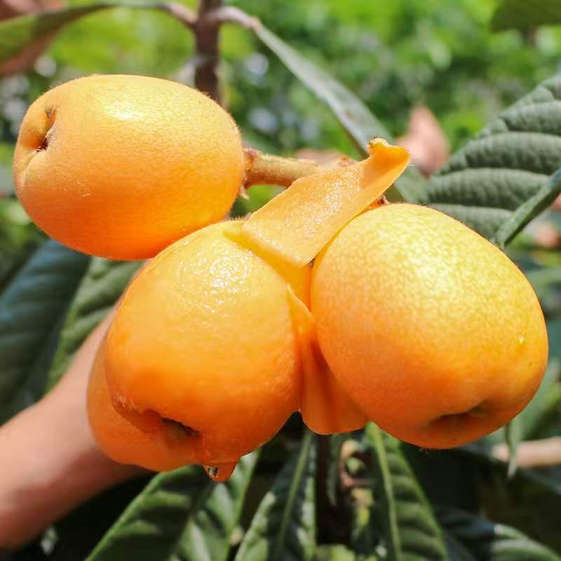 Sichuan Loquat Direct from the Place of Origin, Seasonal Fruit, Mi Yi Loquat, Free Shipping Via Sf Express, Fresh Fruit Loquat, One-Piece Dropshipping