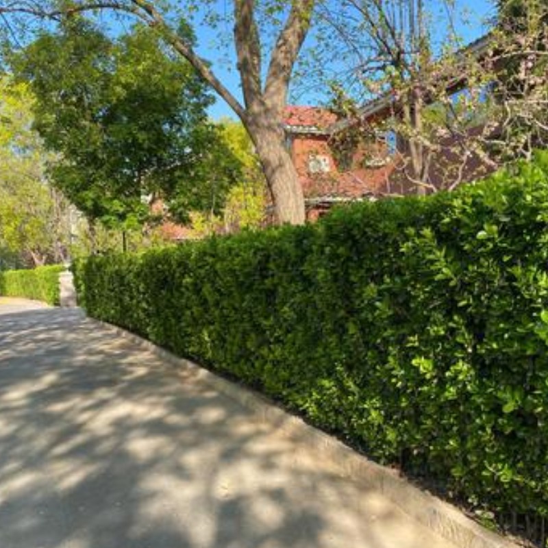 Wholesale Hokkaido Boxwood Seedlings Garden Plants Cold-Resistant Evergreen Greening Seedlings Flower Fence Seedlings Holly Saplings