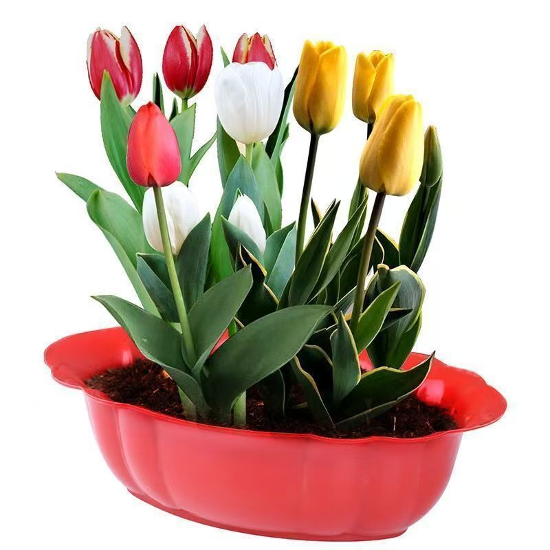 [Tulip Bulbs] Perfume Lily Bulbs, Narcissus, Amaryllis, Saffron, Tulip Seeds