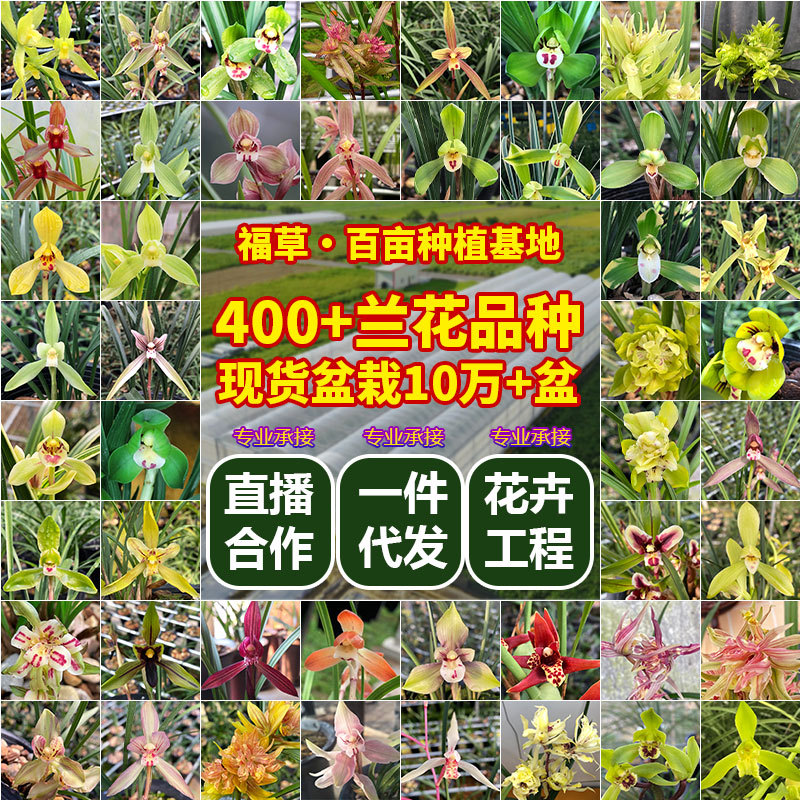 Orchid Potted Plants for All Seasons Jianlan Dafengsu Strong-Scented Indoor Potted Florals and Green Plants Are Good for Feeding Potted Orchid Seedlings