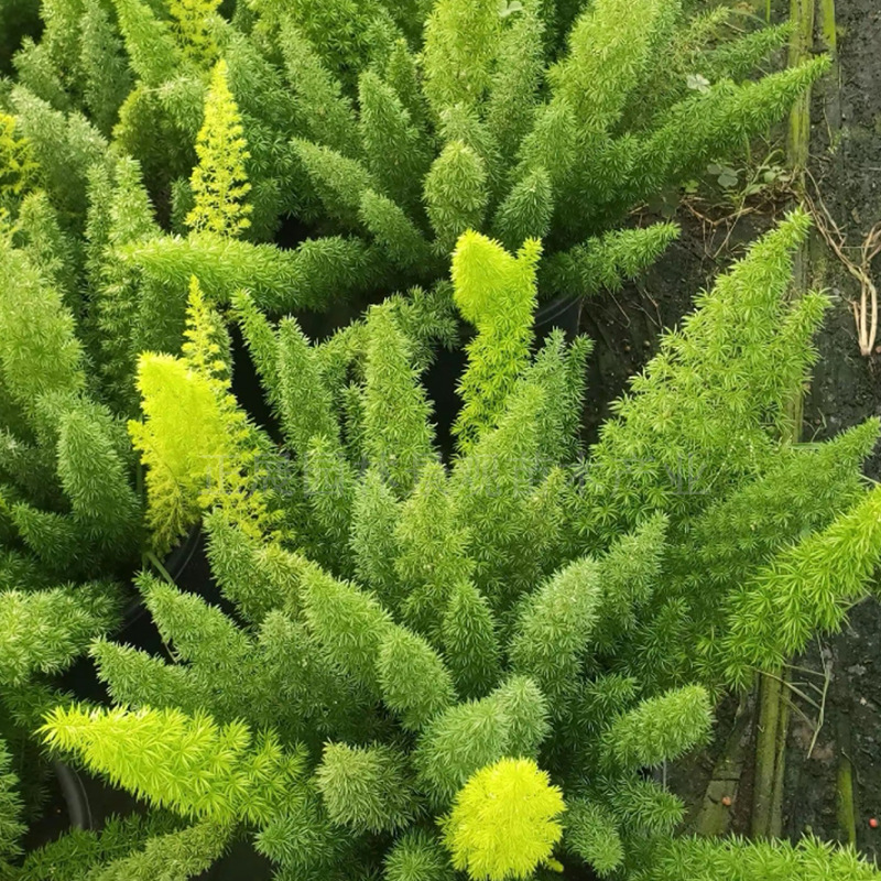 Engineering Greening Florals, Foxtail Asparagus Wholesale, Hotel, Shopping Mall, Garden Landscaping Plant Base Direct Supply with Free Shipping