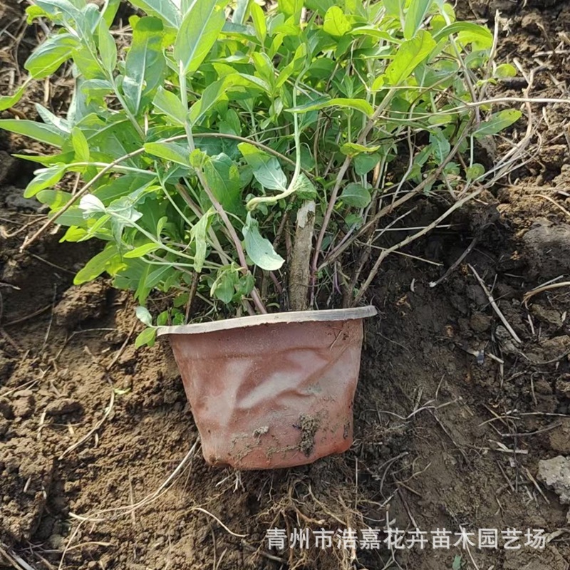 Nasturtium Seedling Base Wholesale Park Garden Potted Ornamental Florals Wetland Greening Aquatic Nasturtium Seedlings