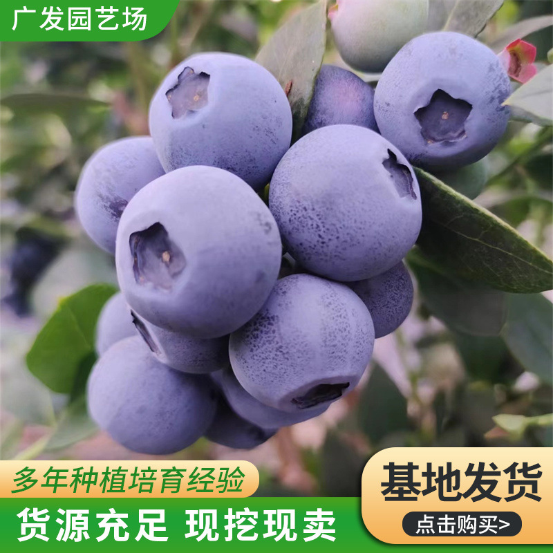 Саженцы голубики в горшках, саженцы голубики для посадки на севере и юге, саженцы голубики Mist