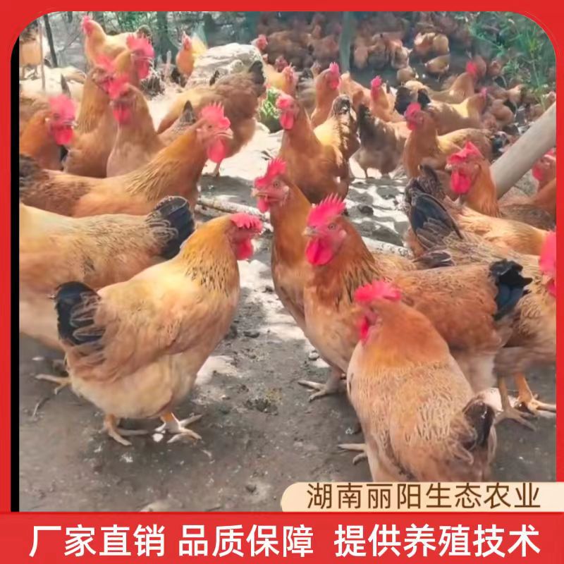 Живые цыплята, цыплята Линшань, цыплята джута и курицы Хуньцюань, три желтые цыплята, сельские свободно гуляющие цыплята