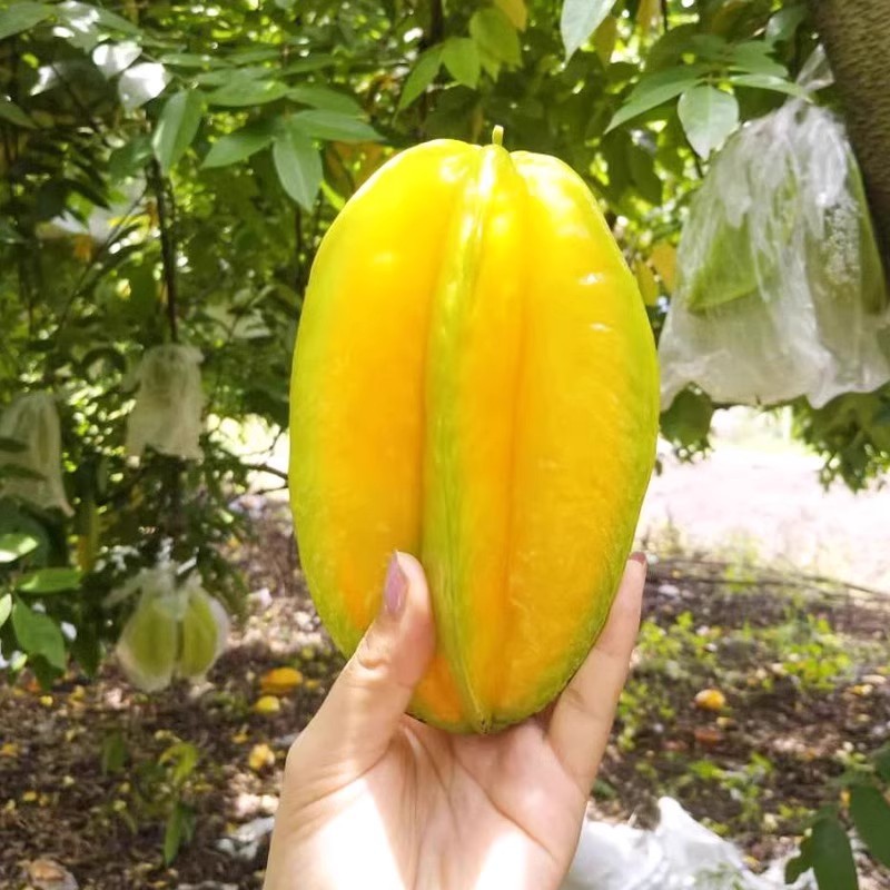 Sf Express Free Shipping Fujian Zhangzhou Sweet Carambola Fresh Fruit Fresh Fruit Red Dragon Carambola Five-Pointed Star Carambola Whole Box