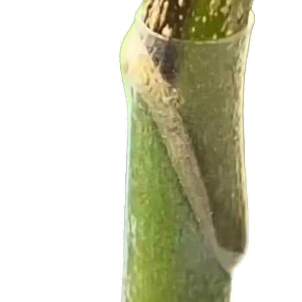 Grafting casing Fruit tree Flower passion fruit Rose Bougainvillea Grafting Special casing Grafting Artifact Other