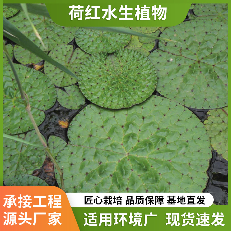 Оптовая продажа искусственных экосистем, плавающие острова, биологические плавающие кровати, водные растения для озеленения водной поверхности