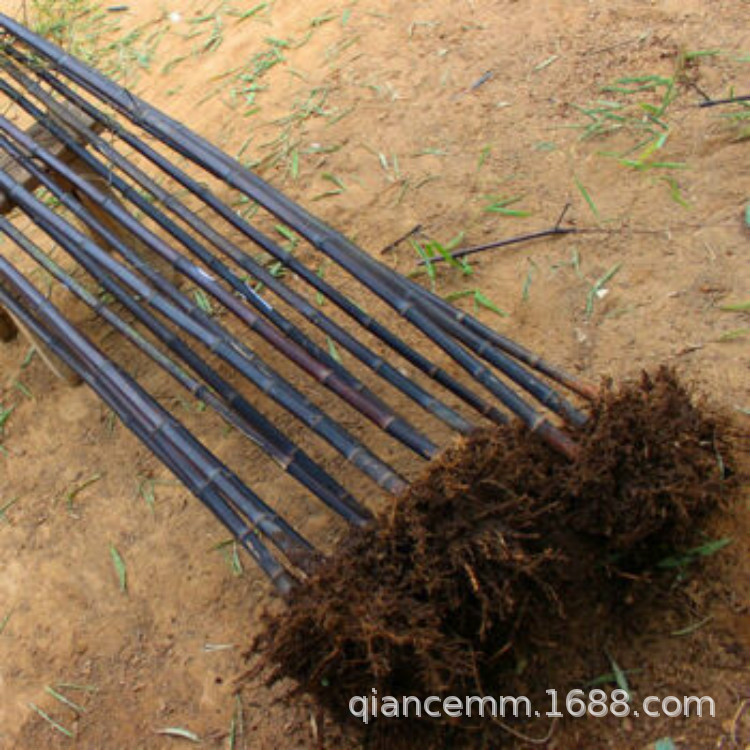 Bamboo Seedlings, Purple Bamboo Seedlings, Courtyard Bamboo, Green Bamboo Seedlings, Gold Inlaid Jade Bamboo Seedlings, Gold Bamboo Seedlings, Wall Greening Bamboo Seedlings