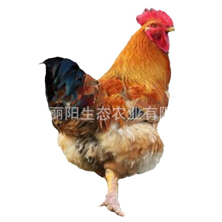 Factory Direct Sales of K9 Chicken Chicks Live Out of the Shell, One-Day-Old Red Cock Chicks, Fast-Growing Broiler Chickens, Free-Range Chickens in the Forest