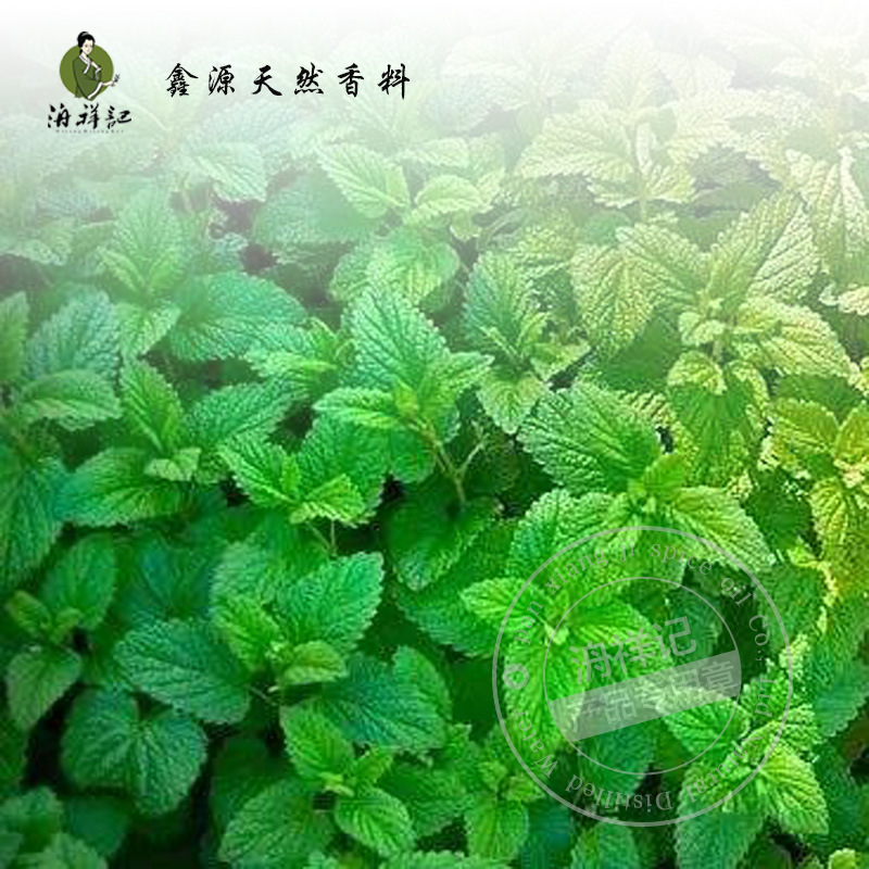Lemon Balm Hydrosol, Low-Temperature Distilled, Saturated, Undiluted, for Skincare Hydration, Balm Extract for Hydration and Moisturizing